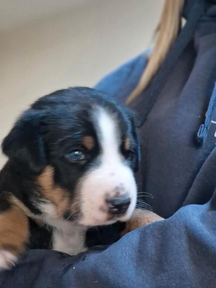mooie, Grote Zwitserse Sennen pups met stamboom, Dieren en Toebehoren, Honden | Bulldogs, Pinschers en Molossers, Meerdere dieren