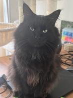 Knuffel main coon kater 2jaar te koop, 0 tot 2 jaar