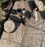 Kwaker, Dieren en Toebehoren, Pluimvee, Vrouwelijk, Eend