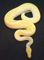 0.1 Albino GHI Mojave Pastel, Dieren en Toebehoren, Slang, 0 tot 2 jaar