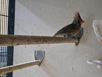 Rode Kardinaal Pop | 2025 | Gezonde vogel | Rodekardinaal beschikbaar voor biedingen