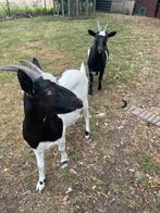 2 jonge tamme bonte geiten zoeken een goed tehuis, Dieren en Toebehoren, Schapen, Geiten en Varkens, Vrouwelijk, Geit, 0 tot 2 jaar