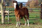 Bruin Welsh A hengstveulen, Dieren en Toebehoren, Pony's, 0 tot 2 jaar, Hengst, A pony (tot 1.17m), Onbeleerd