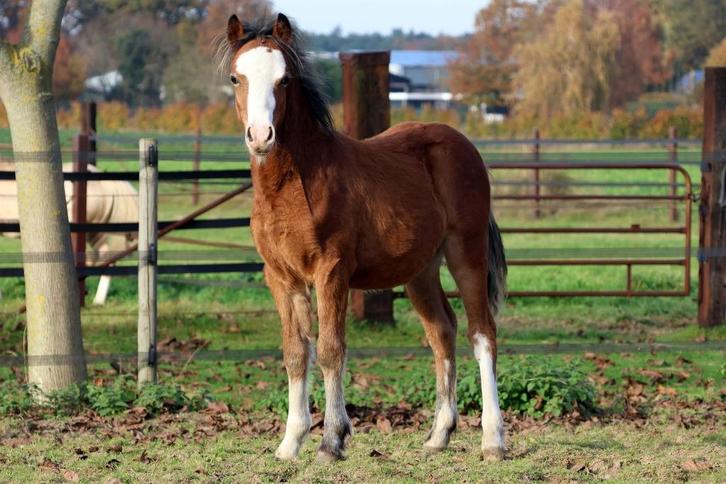 Bruin Welsh A hengstveulen, Dieren en Toebehoren, Pony's, Hengst, Onbeleerd, A pony (tot 1.17m), Recreatiepony, 0 tot 2 jaar, Met stamboom