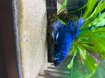 Siameense kempvis (Betta vis), Dieren en Toebehoren, Zoetwatervis, Vis