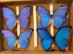 Opgezette vlinders 4 x blue morpho, Ophalen, Zo goed als nieuw
