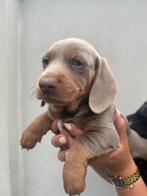 UNIEK!! Dwerg teckel BLUE-TAN!, Dieren en Toebehoren, Honden | Teckels en Dashonden, Reu, 8 tot 15 weken, Dwerg, Eén hond