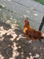 new Hampshire haan, Dieren en Toebehoren, Pluimvee, Mannelijk, Kip