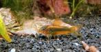Black friday deal! Corydoras goldstripe €6.50 per stuk, Dieren en Toebehoren, Vissen | Aquariumvissen, Vis, Zoetwatervis, Schoolvis