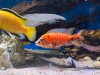 Malawi cichlide moorii yellow aulonocara, Dieren en Toebehoren, Vissen | Aquariumvissen, Vis