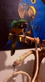 Miligold ara, Mannelijk, Papegaai, Geringd