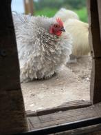 Broedeieren, Dieren en Toebehoren, Pluimvee, Geslacht onbekend, Kip