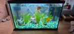 Aquarium, Dieren en Toebehoren, Vissen | Aquaria en Toebehoren, Ophalen, Zo goed als nieuw, Gevuld zoetwateraquarium