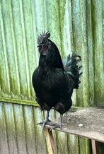 Ayam cemani haan, Dieren en Toebehoren, Pluimvee, Mannelijk, Kip