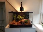 Glazen Schorpioenenverblijf – Ideaal voor Kleine Reptielen, Ophalen of Verzenden, Nieuw, Terrarium of Paludarium