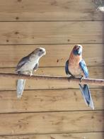 Pennant rosella's, Dieren en Toebehoren, Meerdere dieren, Parkiet