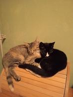 Goed huisje gezocht!!  🥰🥰 15 en 13 weken. geen familie., Dieren en Toebehoren, Katten en Kittens | Overige Katten, Kater, Kortharig