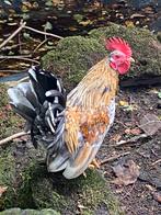 Serama haan, Dieren en Toebehoren, Pluimvee, Mannelijk, Kip