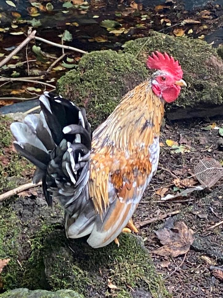 Serama haan, Dieren en Toebehoren, Pluimvee, Kip, Mannelijk