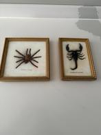 Opgezette Spin en Schorpioen in Lijst, Ophalen of Verzenden, Zo goed als nieuw, Overige typen