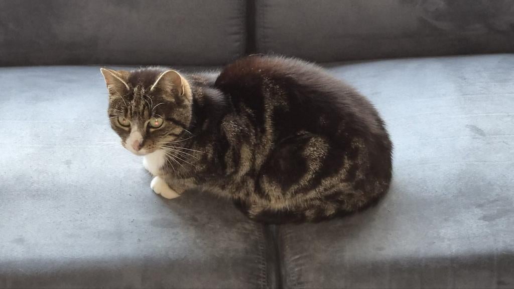 Lieve poes, Poes, Kortharig, 6 jaar of ouder