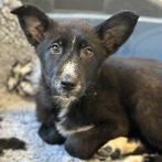 ACE: Goia, voor wie op zoek is naar een trouwe metgezel!, Dieren en Toebehoren, Particulier, 15 weken tot 1 jaar, Buitenland, Teef