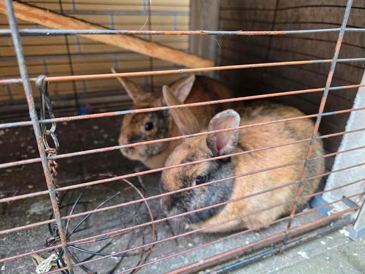 2 lieve konijntjes incl. hok en toebehoren, Dieren en Toebehoren, Konijnen, Vrouwelijk