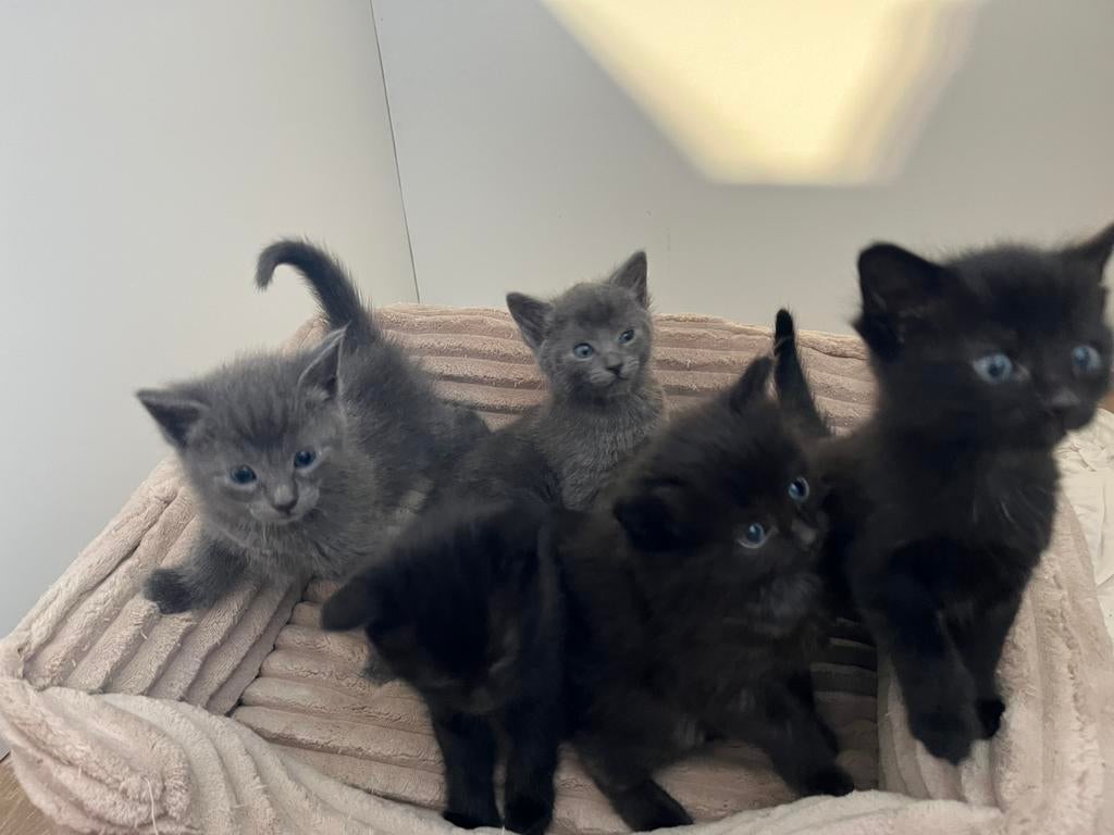 Kittens (half ragdoll) te koop., Meerdere dieren, Met stamboom