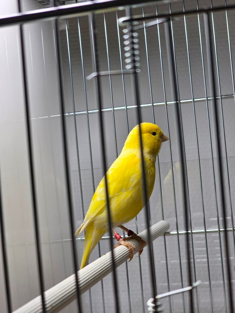 Kanarie, Waterslager., Dieren en Toebehoren, Mannelijk, Zangkanarie