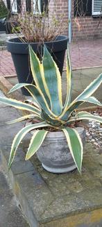 Grote Agave inclusief betonnen pot, Volle zon, Vaste plant, Bloeit niet, Ophalen