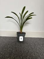 Clivia stekken, Ophalen, Halfschaduw, Minder dan 100 cm