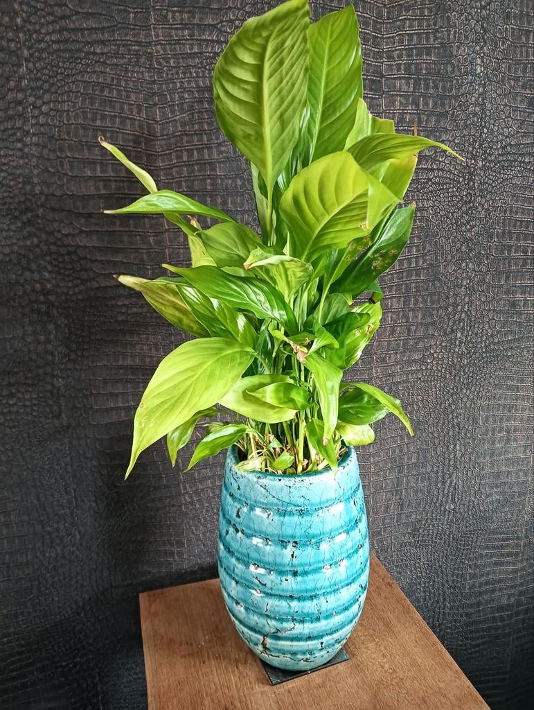 Bloempot petrol, Ophalen, Zo goed als nieuw