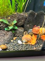 Jonge appelslakken, Slak of Weekdier