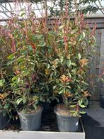 Photinia fraseri red robin struik 120 cm €39,95, Overige soorten, Volle zon, Vaste plant, Ophalen of Verzenden
