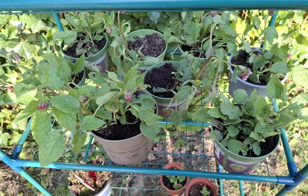 Smeerwortel plantjes, Ophalen, Bodembedekkers, Vaste plant, Halfschaduw