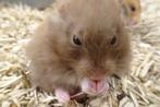 Hamster hamsters goudhamster in Assen., Dieren en Toebehoren, Knaagdieren, Hamster, Februari, Meerdere dieren, Tam