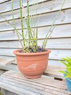 Grote holpijp in bonsai pot, Vaste plant, Bloeit niet, Halfschaduw, Ophalen
