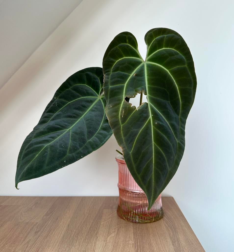 Anthurium papillilaminumXcrystallinum x forgetii/besseae aff, Huis en Inrichting, Kamerplanten, Ophalen of Verzenden, Halfschaduw