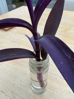 Tradescantia pallida stek en oxalis paars.🪴🪴🍂☘️💜🩷, Ophalen, In pot, Halfschaduw, Minder dan 100 cm