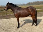 Brummershoeve New Forrest merrie en Duitse Rijpony hengst, Dieren en Toebehoren, Pony's, Merrie, 3 tot 6 jaar