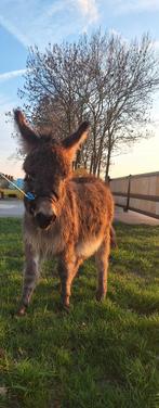 Mediterrane mini ezel hengst veulen, Dieren en Toebehoren, Overige Dieren, Augustus, Mannelijk