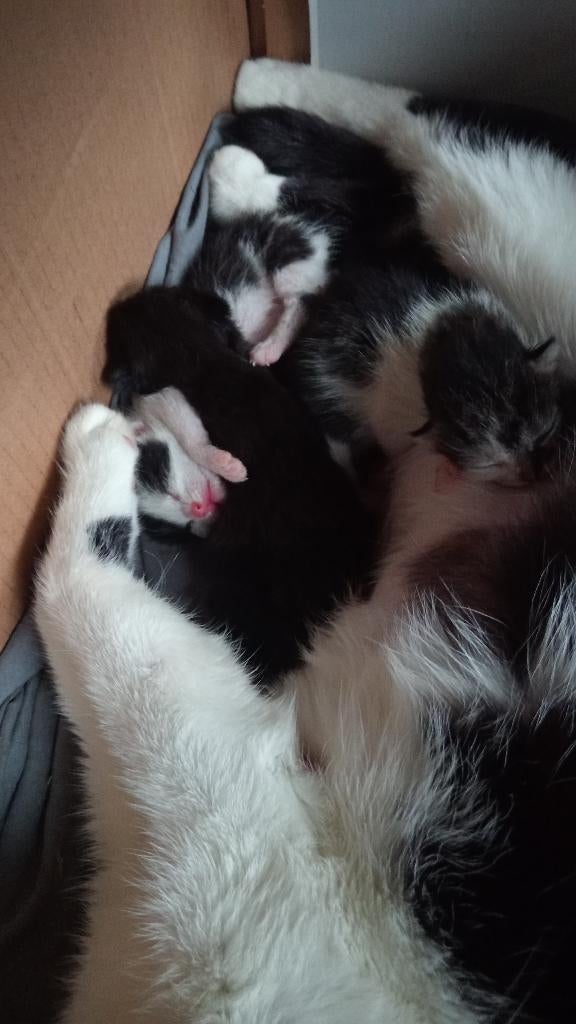 kitten, Dieren en Toebehoren, Katten en Kittens | Raskatten | Korthaar, Poes, 0 tot 2 jaar