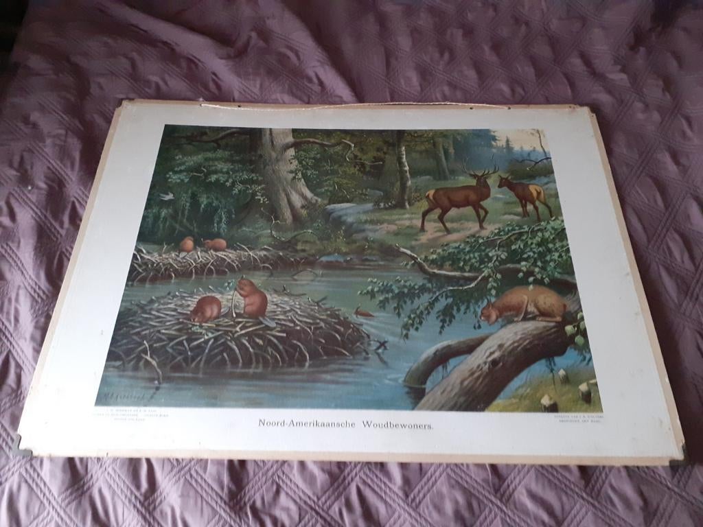 Schoolplaat Noord Amerikaansche Amerikaanse woudbewoners, Antiek en Kunst, Antiek | Schoolplaten, Ophalen, Natuur en Biologie