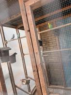 3 grasparkieten, Geslacht onbekend, Parkiet