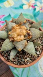 CACTUS ARIOCARPUS RETUSUS MOOIE DIKKE PLANT, Ophalen of Verzenden, Cactus, Volle zon, Minder dan 100 cm