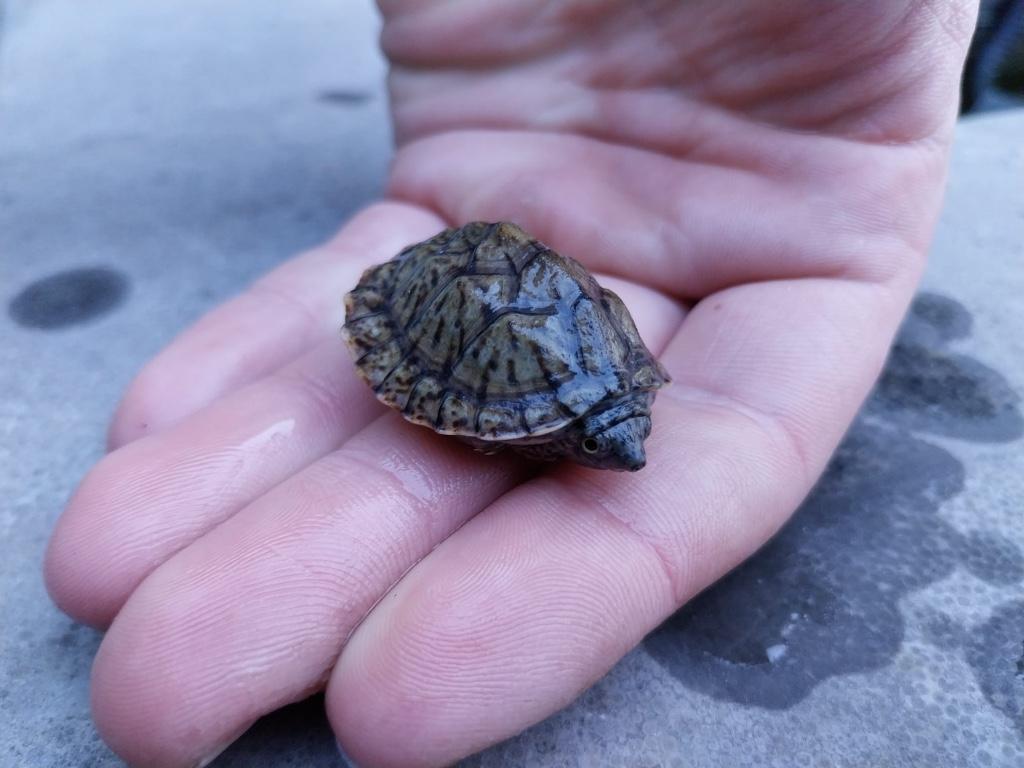 Te koop kleinblijvende waterschildpad(Sternotherus minor), 0 tot 2 jaar