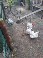 Broedeieren cochin kriel, Dieren en Toebehoren, Geslacht onbekend, Kip