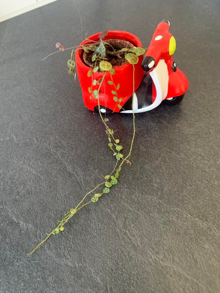 Rood scootertje met schildpad plantje, Ophalen of Verzenden, Halfschaduw, Minder dan 100 cm