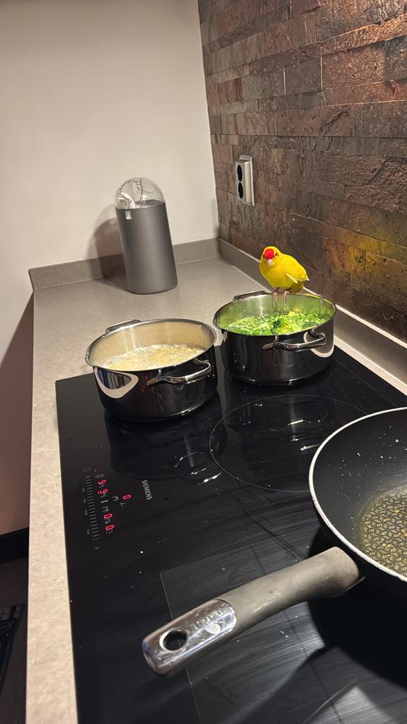 Gouden mandje gezocht voor Kakariki, Mannelijk, Geringd