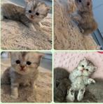 Perzische kittens nog 2 beschikbaar 🤗, Meerdere dieren